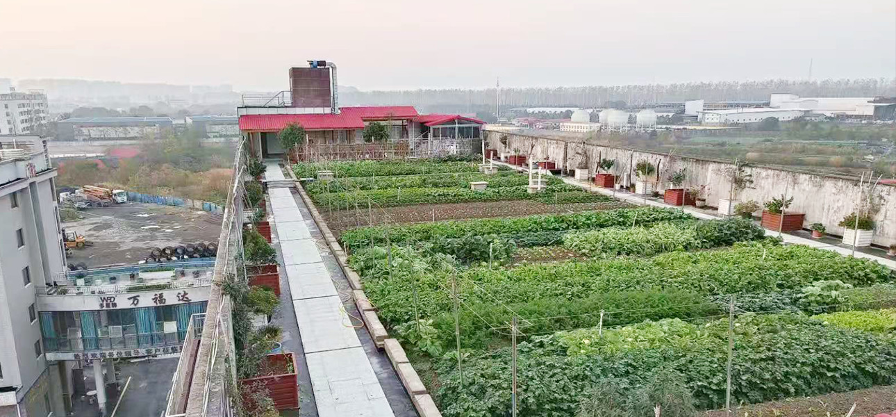 楼顶菜园图3