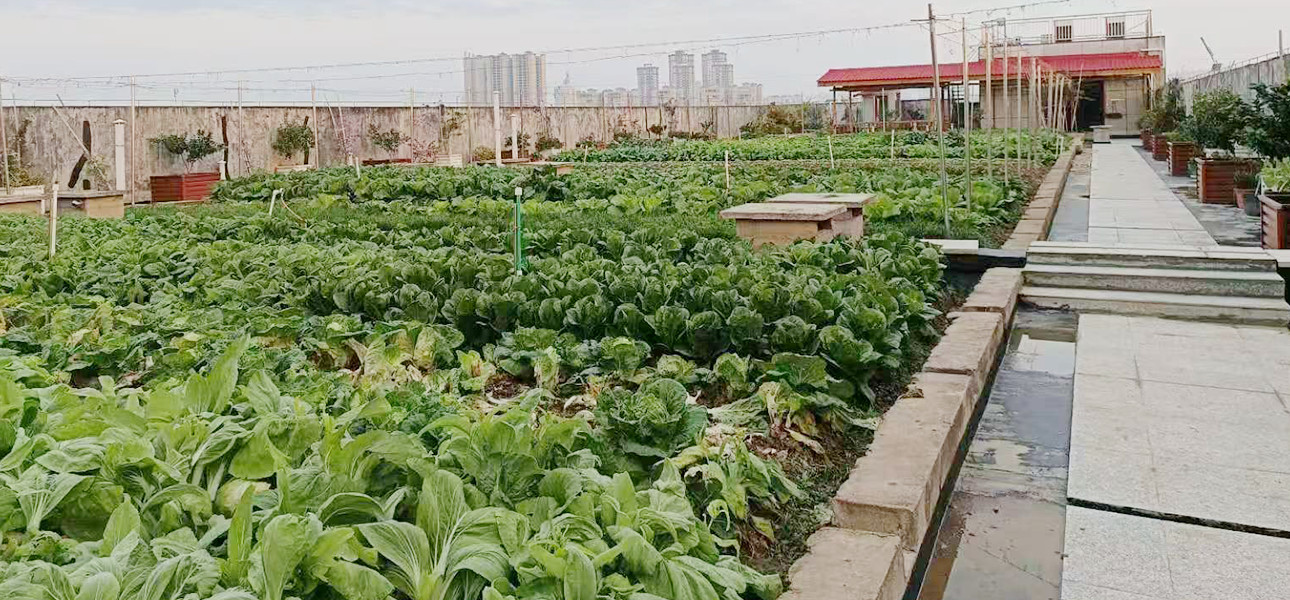 楼顶菜园图4