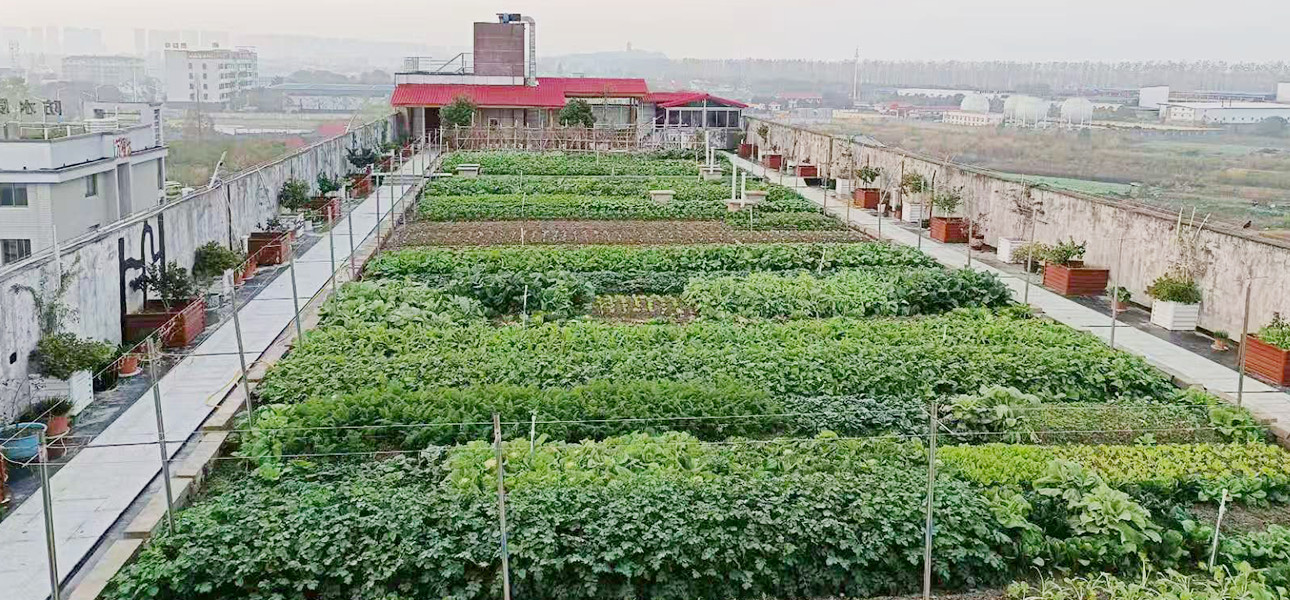楼顶菜园